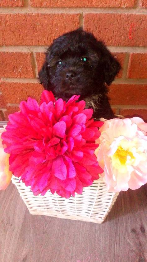 gumtree teddy bear puppies